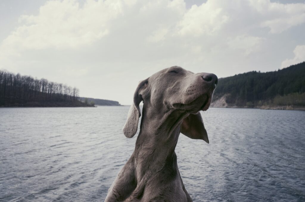Comment laver son chien