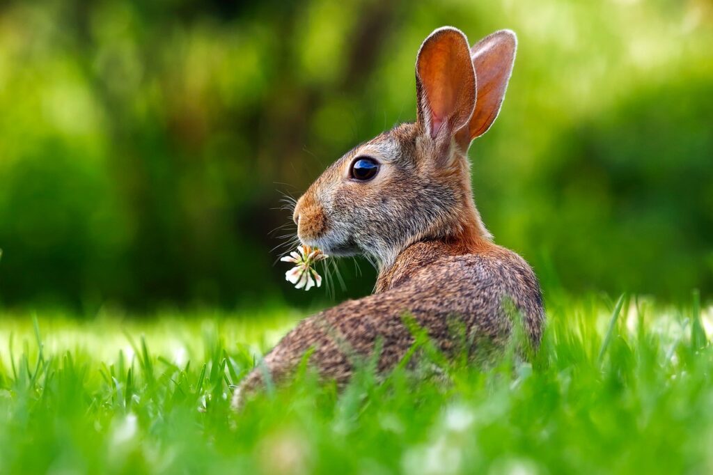 Quelle alimentation pour un lapin