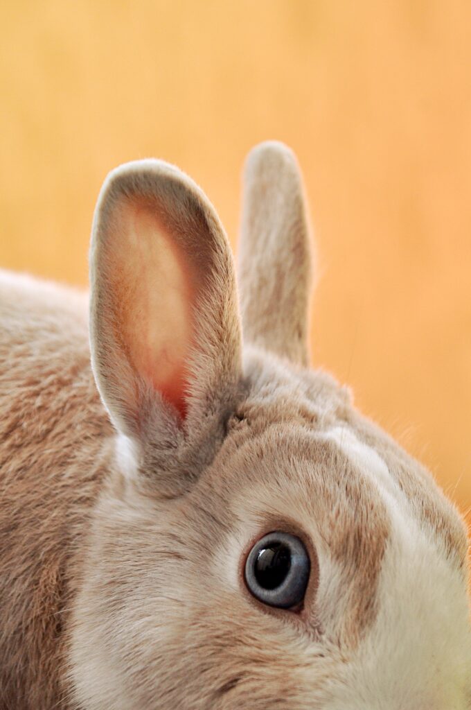 Le guide ultime pour choisir les meilleurs accessoires pour votre lapin nain