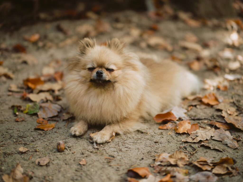 Le caractère du Spitz Pomeranian : un petit chien avec une grande personnalité