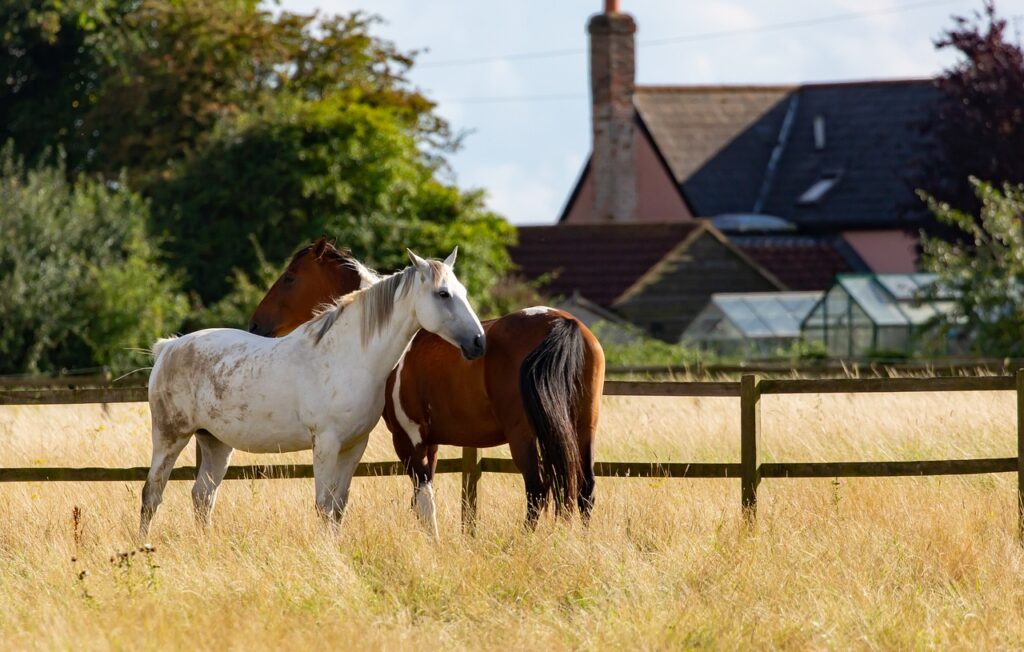 Comment améliorer naturellement la qualité du poil et de la corne du cheval