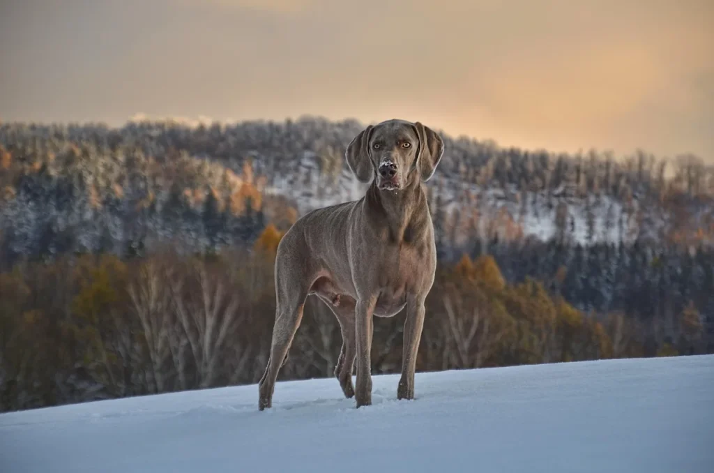 Guide pratique pour l'éducation positive des animaux de compagnie