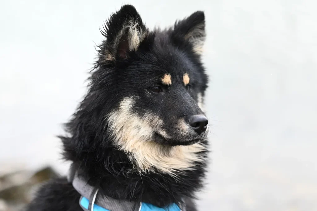 Guide pratique pour le bien-être de vos animaux de compagnie