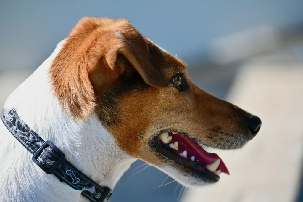 Comparatif des meilleures pratiques pour les animaux de compagnie