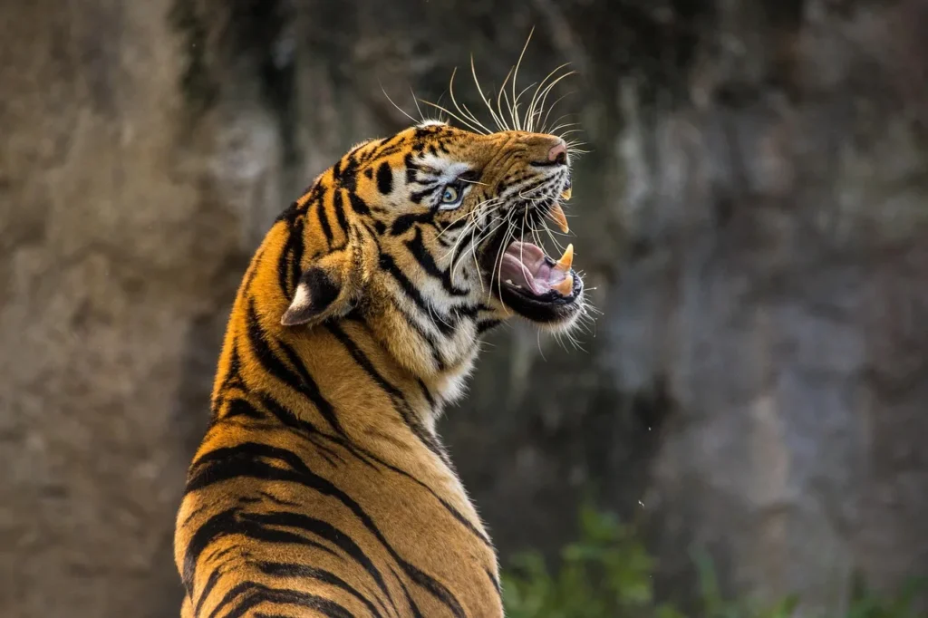 Guide en étapes : Accueillir un nouvel animal de compagnie