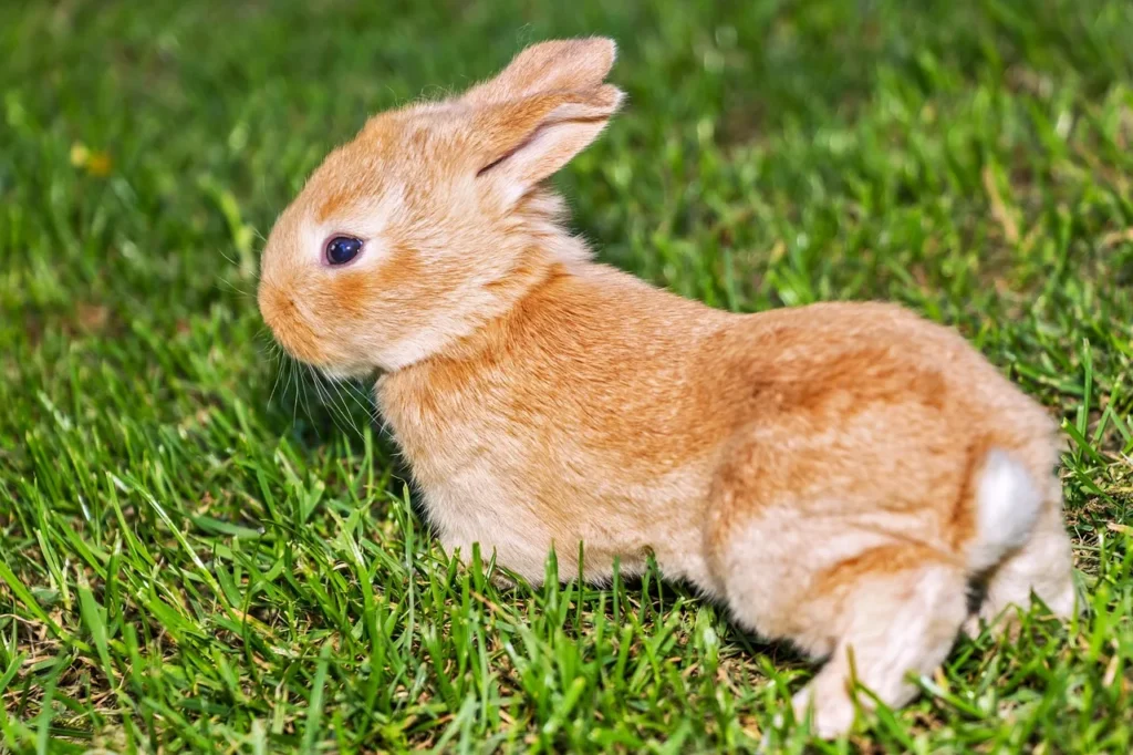 Comparatif des sports pour animaux : le skijoering en vedette