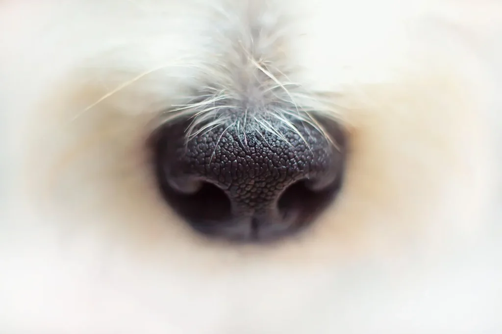 Questions fréquentes sur le bien-être des animaux de compagnie