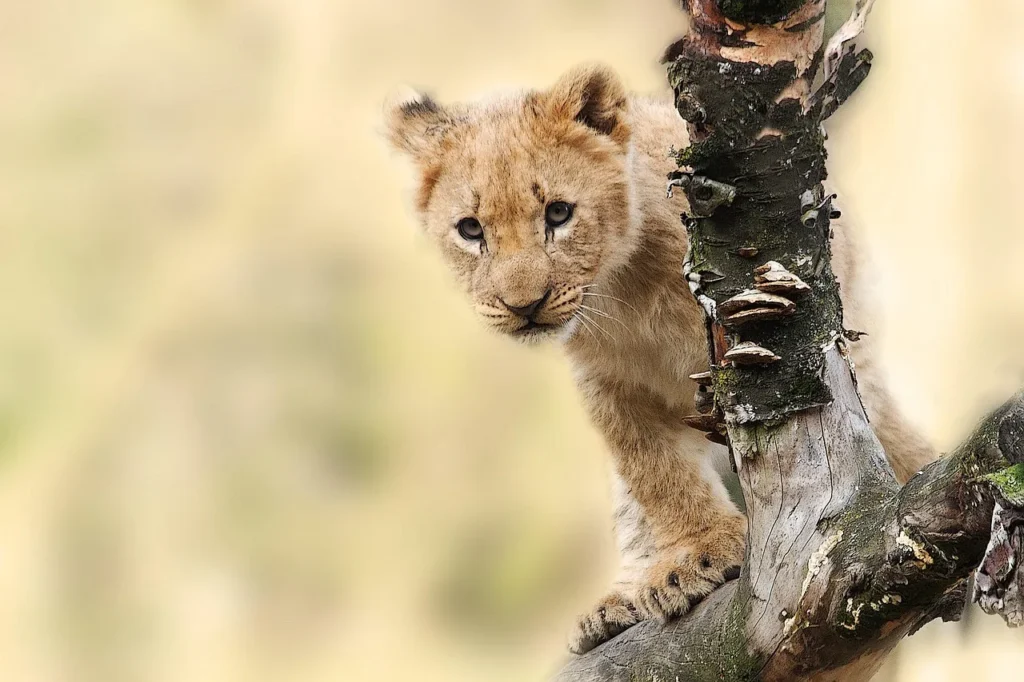 5 façons de chouchouter vos animaux de compagnie avec Enduro Cheval