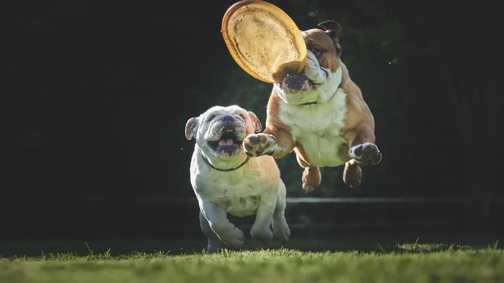 Comment prendre soin de votre animal de compagnie : guide pratique