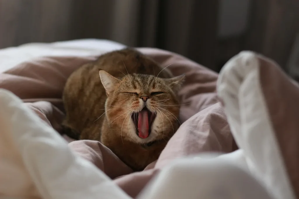 Les indispensables pour s'occuper de son animal de compagnie