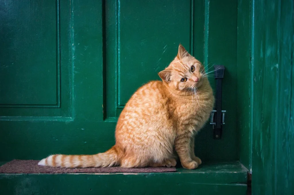 Comparatif des meilleures solutions de confort pour animaux de compagnie