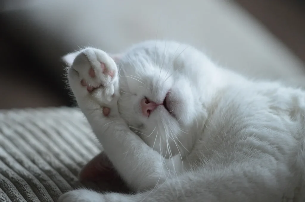 5 astuces pour prendre soin de votre animal de compagnie
