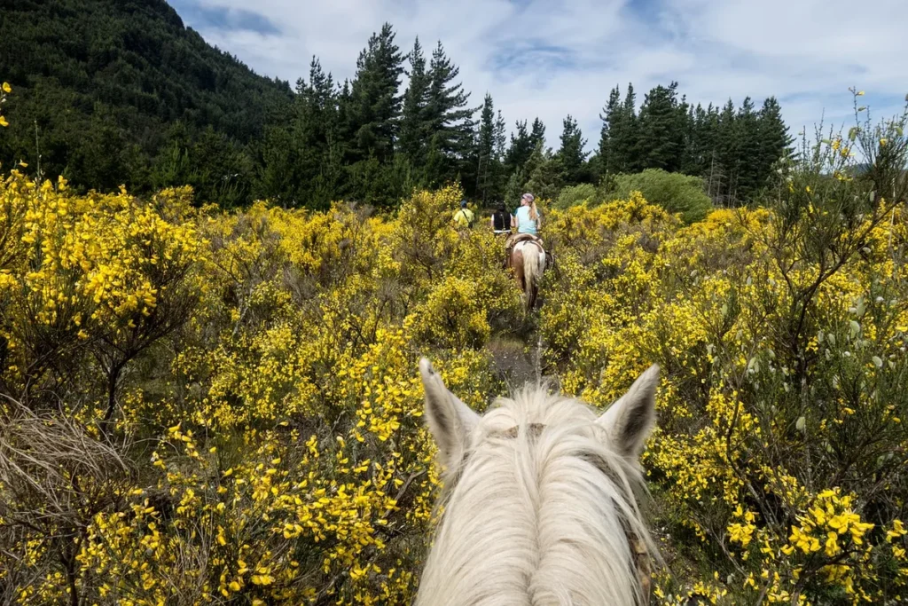 Randonéa Club randonnée conviviale en forêt avec chevaux