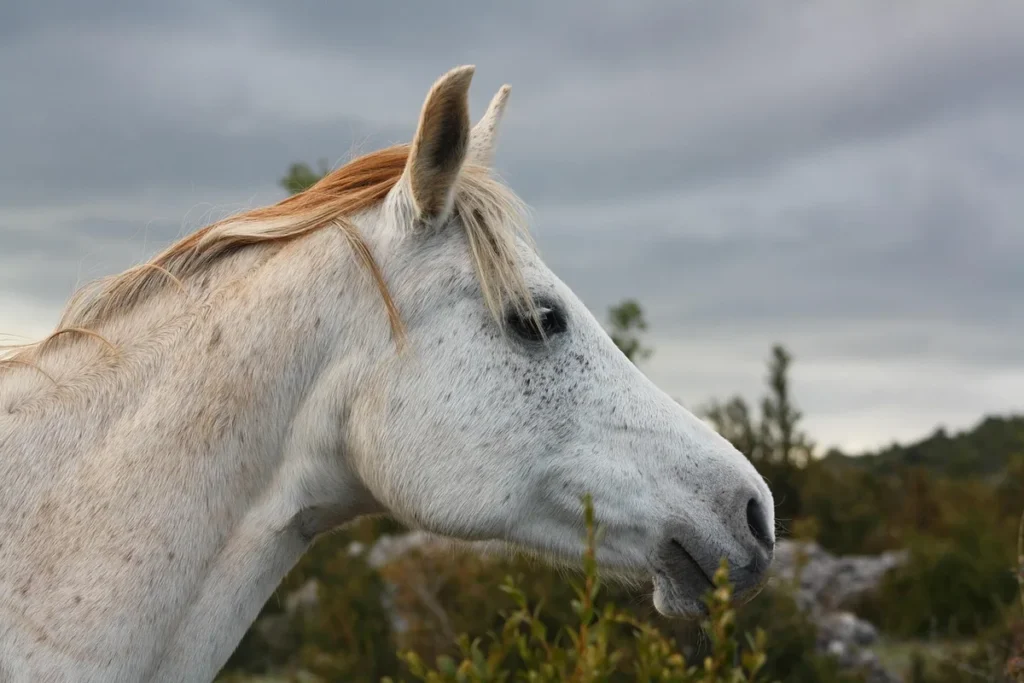 Rituel Mêlar cheval calme avant départ en endurance